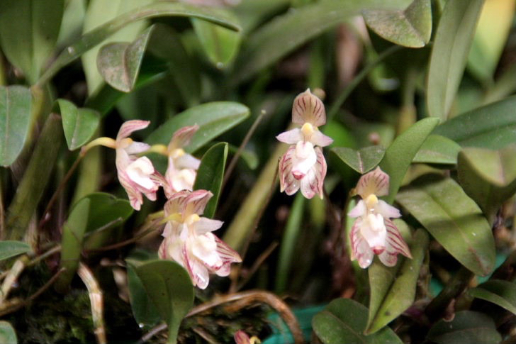 洋蘭原種 Bulbophyllum Ambrosia 実生 もりもり の落札情報詳細 ヤフオク落札価格情報 オークフリー スマートフォン版