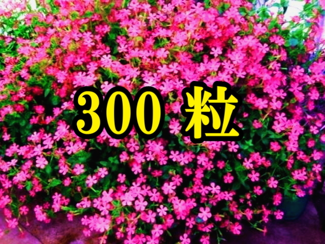 新品 即決 シレネ ピンクパンサーの種 300粒以上 4００円 送料込み フクロナデシコ シレネ カロリニアナ の落札情報詳細 ヤフオク落札価格情報 オークフリー スマートフォン版