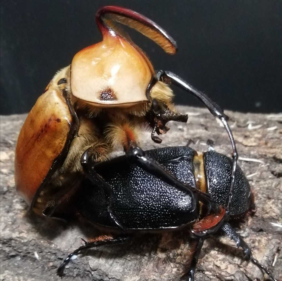 新品】ゴロファ ポルテリ(ノコギリタテヅノカブト) 3齢幼虫5頭 その2の