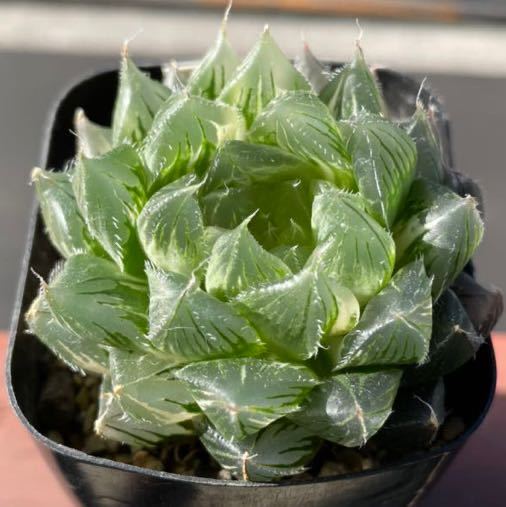 ハオルチア 透明にするには