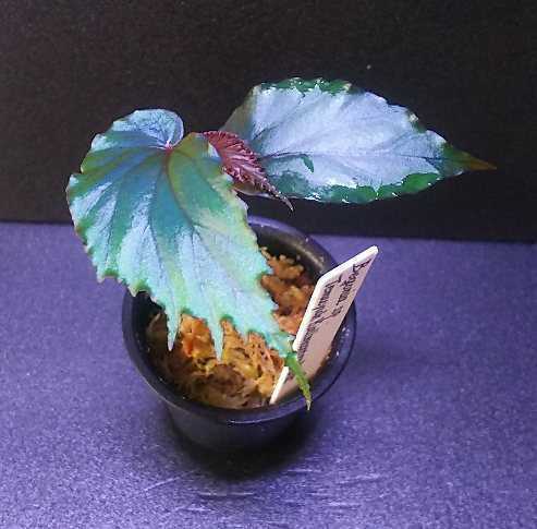 青ベゴニア ベゴニア テムユク Begonia Temuyuk Kalimantan Barat 原種
