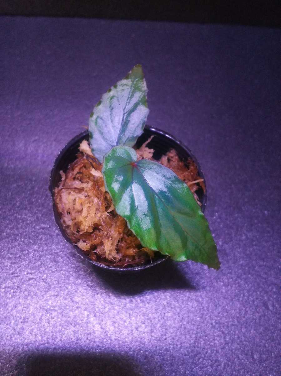 青ベゴニア ベゴニア テムユク Begonia Temuyuk Kalimantan Barat 原種