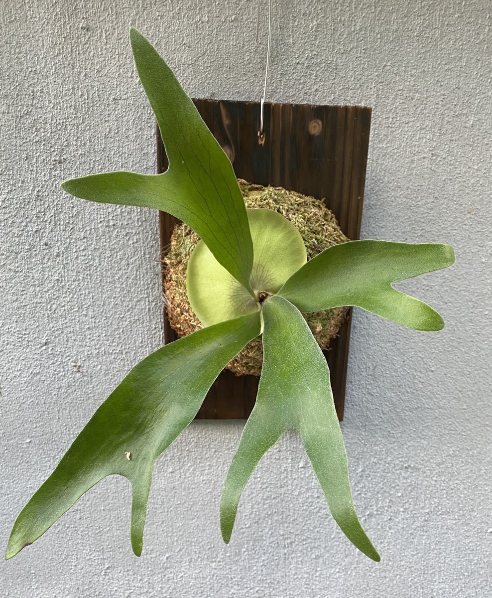 Frontier Plants】【現品 ヒリー選抜】P. willinckii Asurada x Frontier Plants】【現品 ヒリー選抜】P. willinckii Asurada x