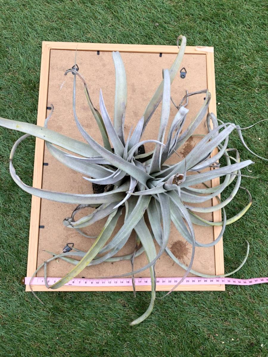 Tillandsia ”キセログラフィカ×チアペンシス 2頭クランプ