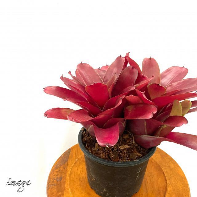Neoregelia Optimus Prime　ネオレゲリア　タンクブロメリア 送料無料】Neoregelia 'Optimus Prime'〔ネオレゲリア〕現品発送