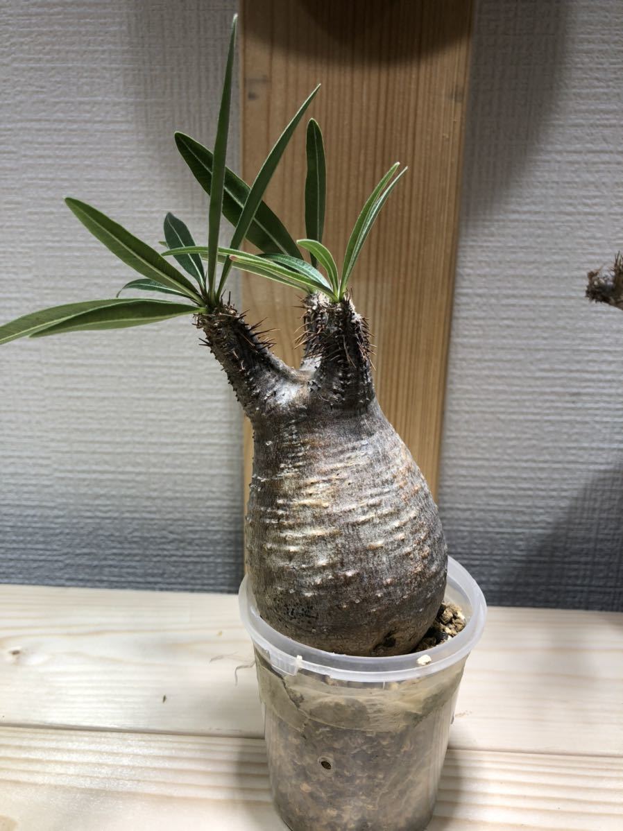 パキポディウム グラキリス 発根済み 現地球 良株 塊根植物 コーデック