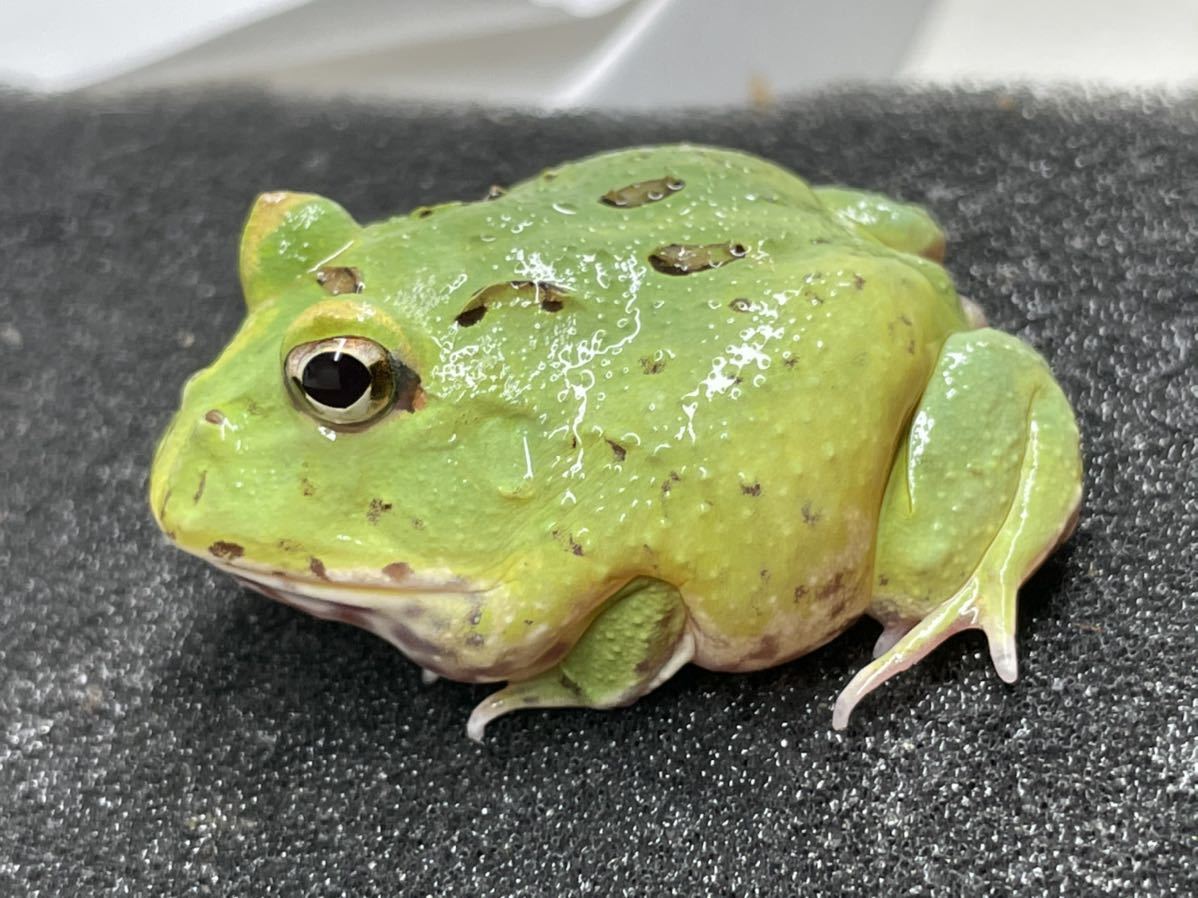 Bears Frog】極美個体！！クランウェルツノガエル レモン フル