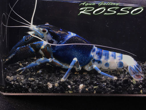 新品 Rosso Procambarus Clarkii Blue Dragon Big 個体 Zno 35 の落札情報詳細 ヤフオク落札価格情報 オークフリー スマートフォン版