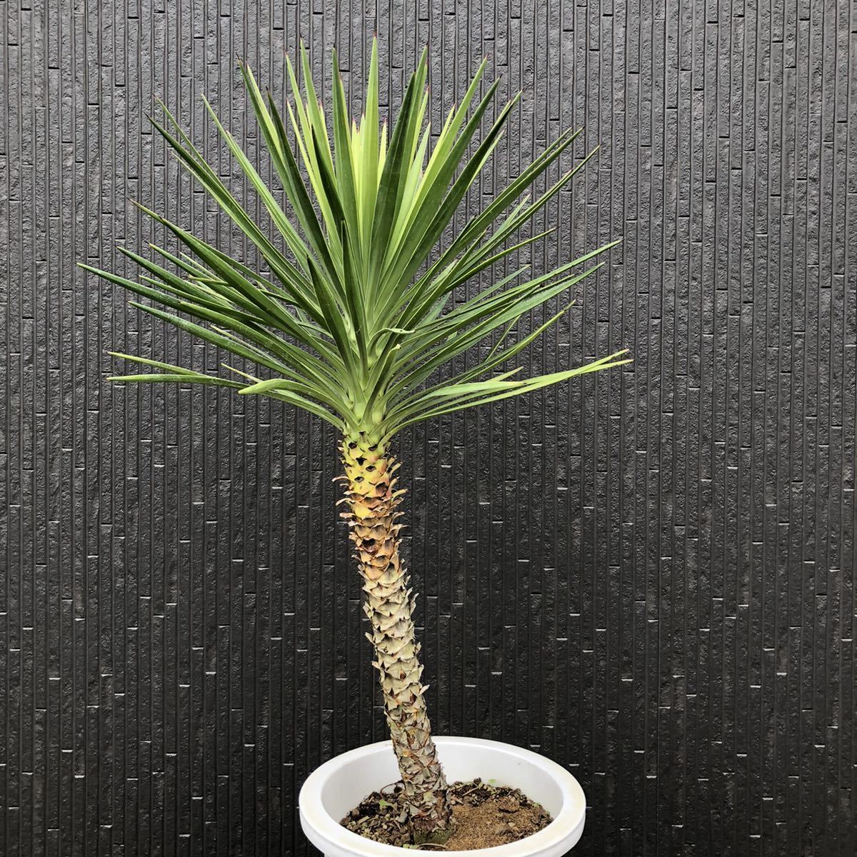 ソテツ大株 大幅値下げ！ 他にアガベもあります