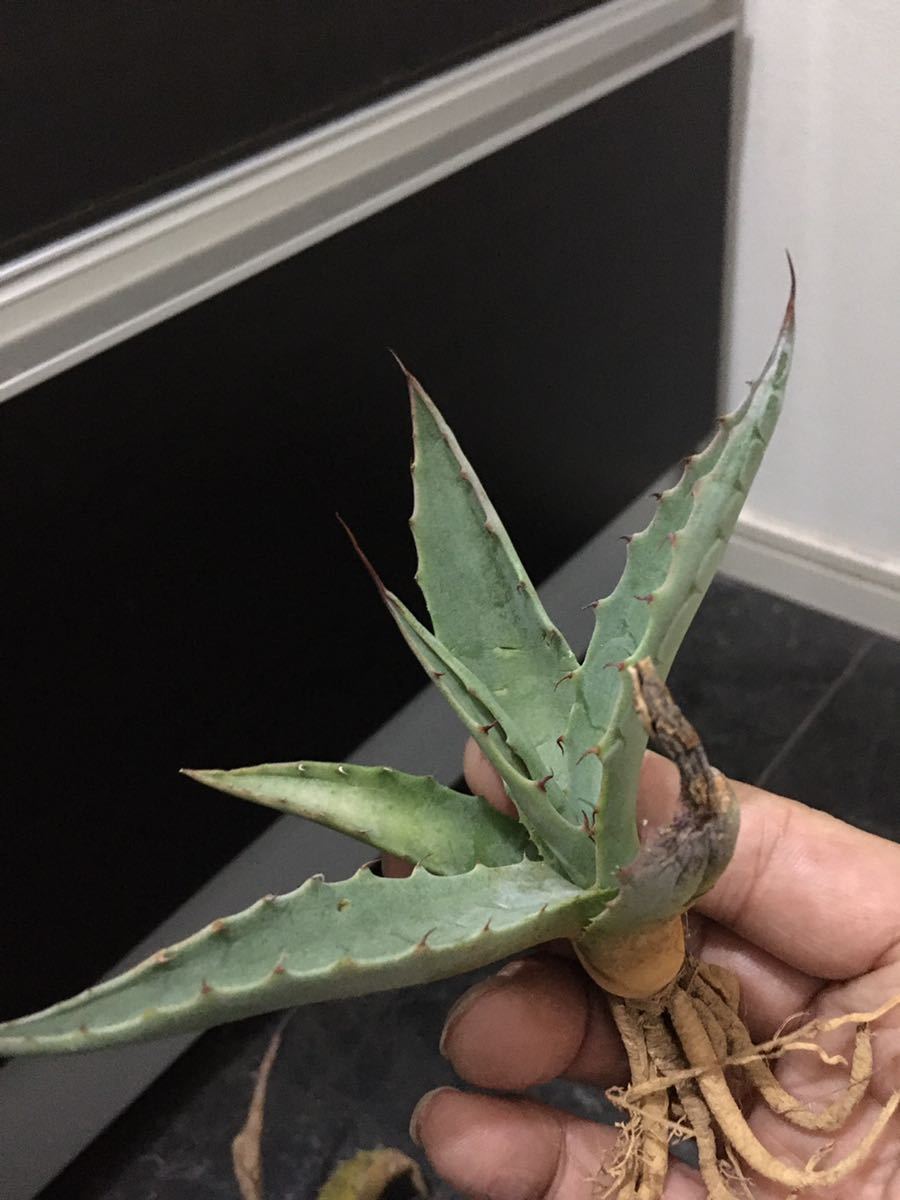 新品 極耐寒性アガベ ハバディアーナ ビッグベントジャイアン ユッカ多肉サボテン ハオルチア アロエ リュウゼツラン ドライガーデン の落札情報詳細 ヤフオク落札価格情報 オークフリー スマートフォン版