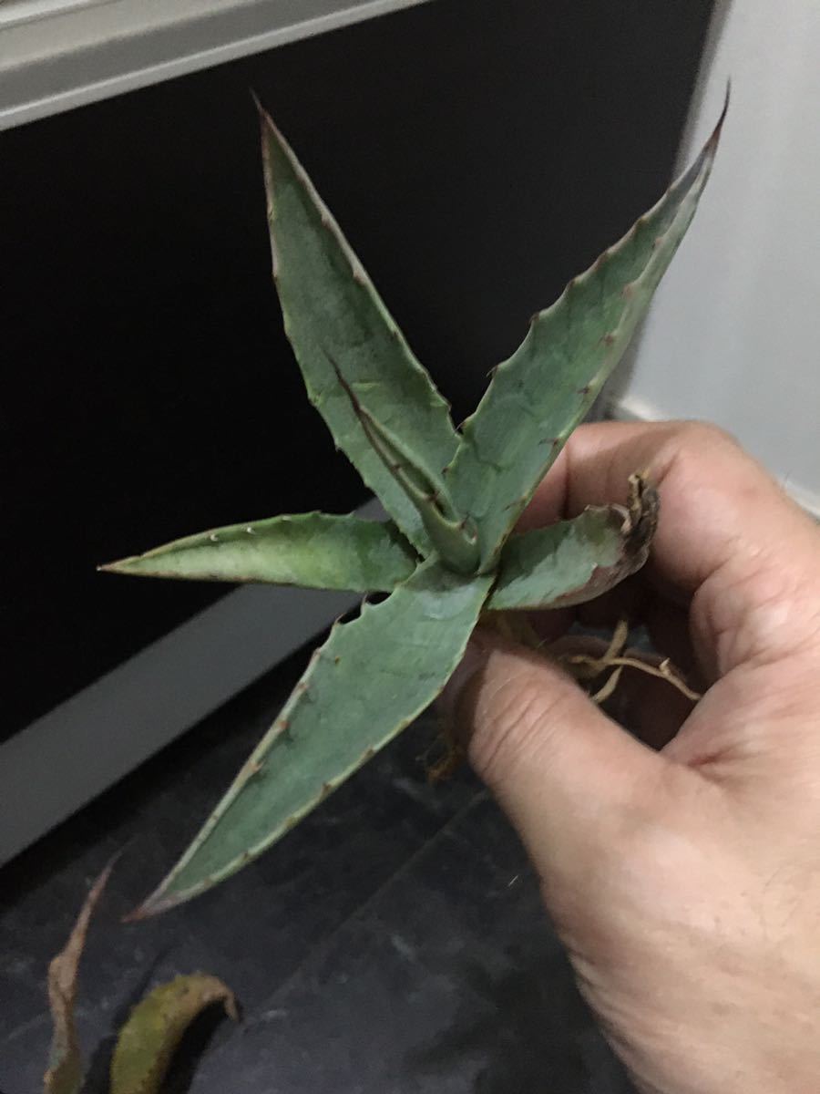 新品 極耐寒性アガベ ハバディアーナ ビッグベントジャイアン ユッカ多肉サボテン ハオルチア アロエ リュウゼツラン ドライガーデン の落札情報詳細 ヤフオク落札価格情報 オークフリー スマートフォン版