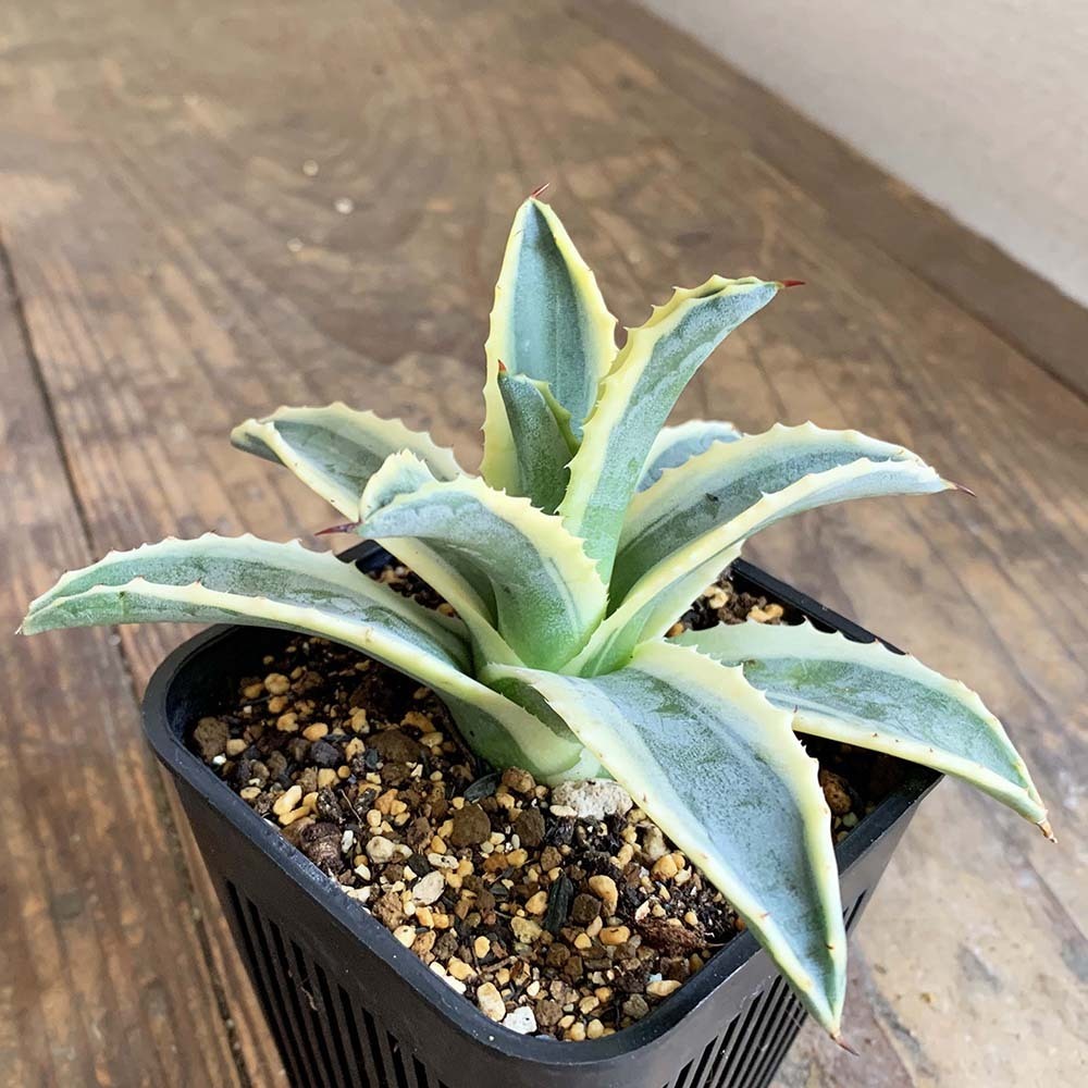 アガベ サルミアナ コルネリウス(メニー・ナロー・リーヴズ）観葉植物 多肉植物 アガベ・アメリカーナ 'コーネリウス'｜Agave americana