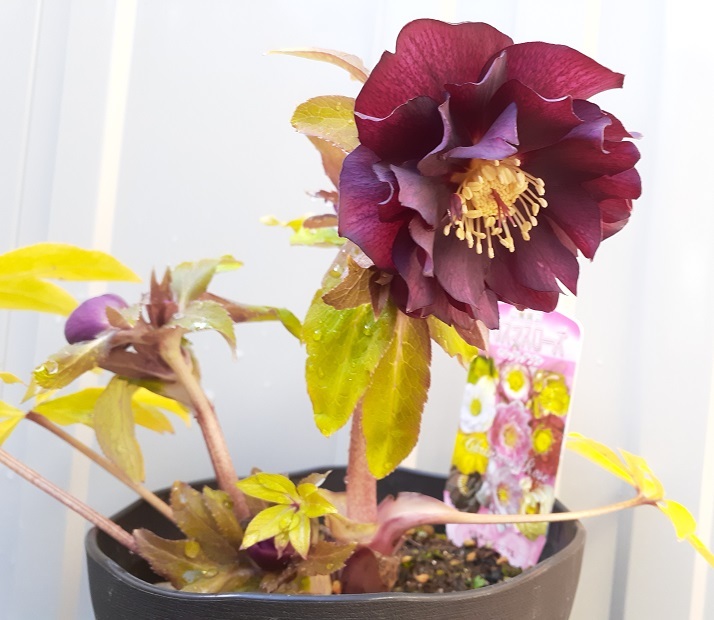 クリスマスローズ 開花株 カラーゴールド 広瀬園芸さん クレオパトラ交配しました の落札情報詳細 ヤフオク落札価格情報 オークフリー スマートフォン版