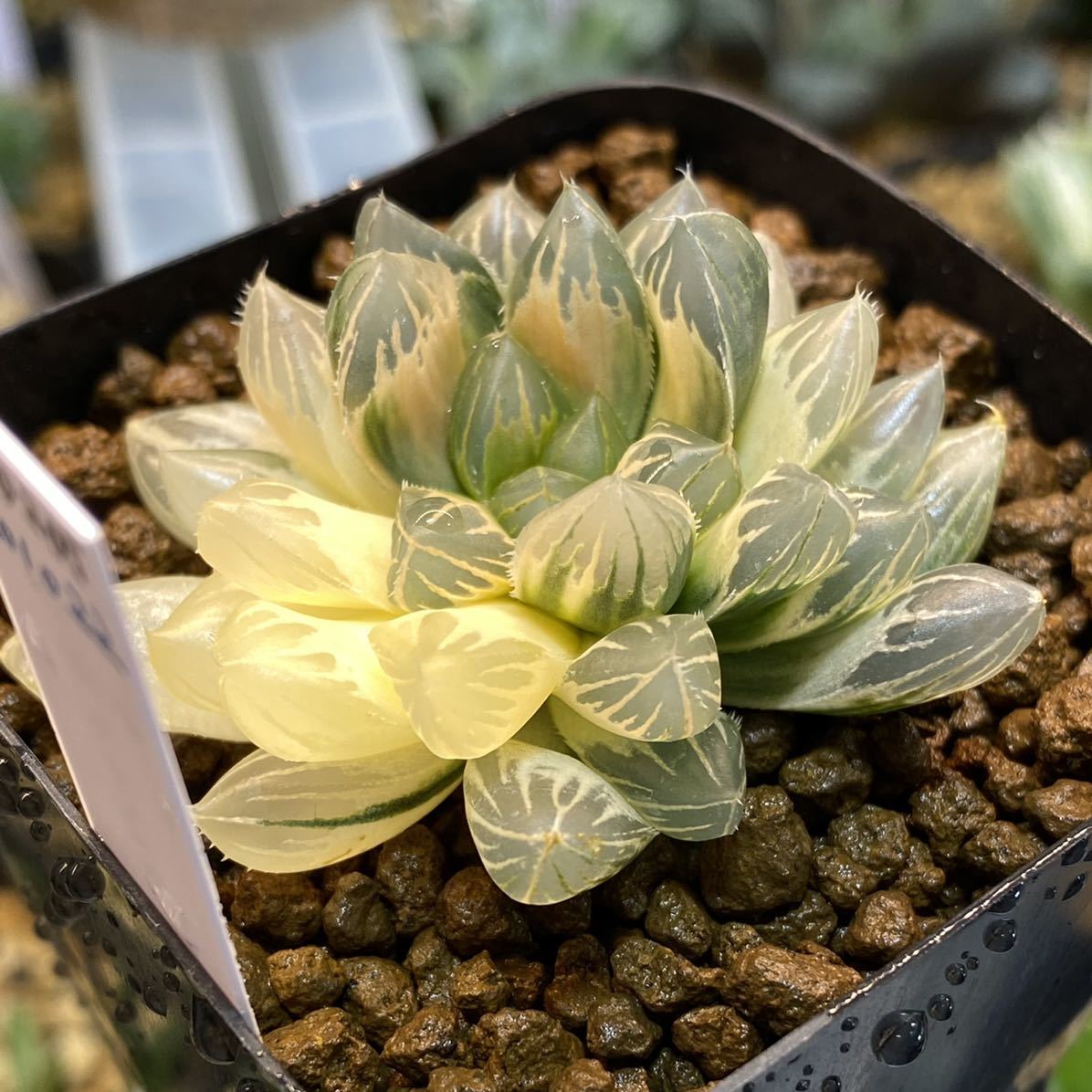 超歓迎 多肉植物 ハオルチア ブラックオブツーサ錦 糊斑 植物 観葉植物