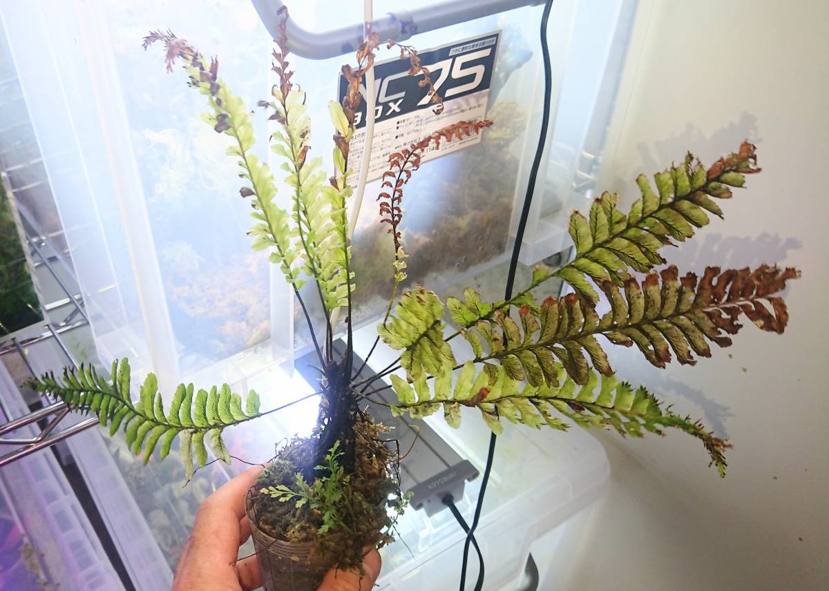 ソテツホラゴケ Cephalomanes javanicum var. asplenioides