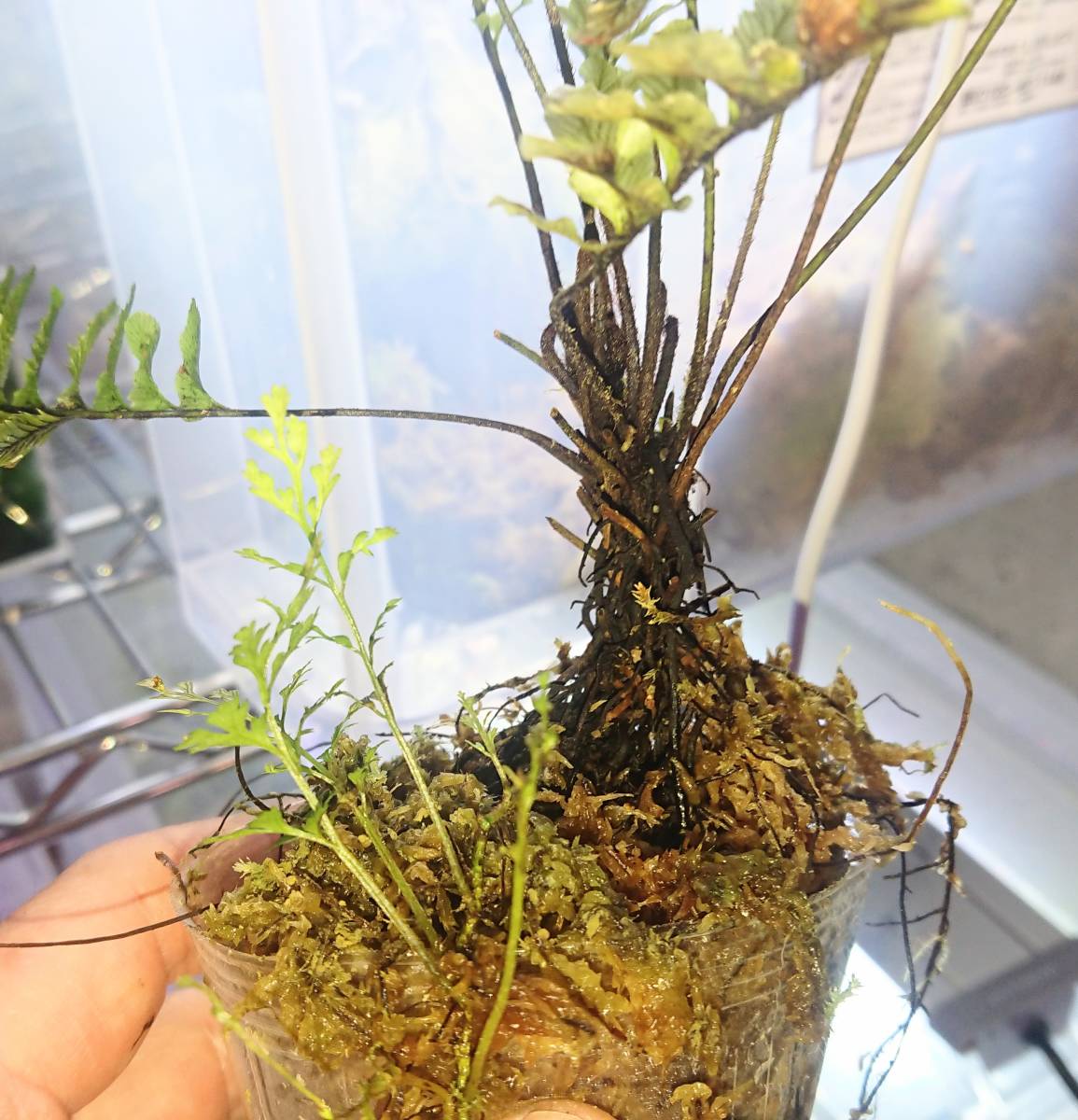 ソテツホラゴケ Cephalomanes javanicum var. asplenioides