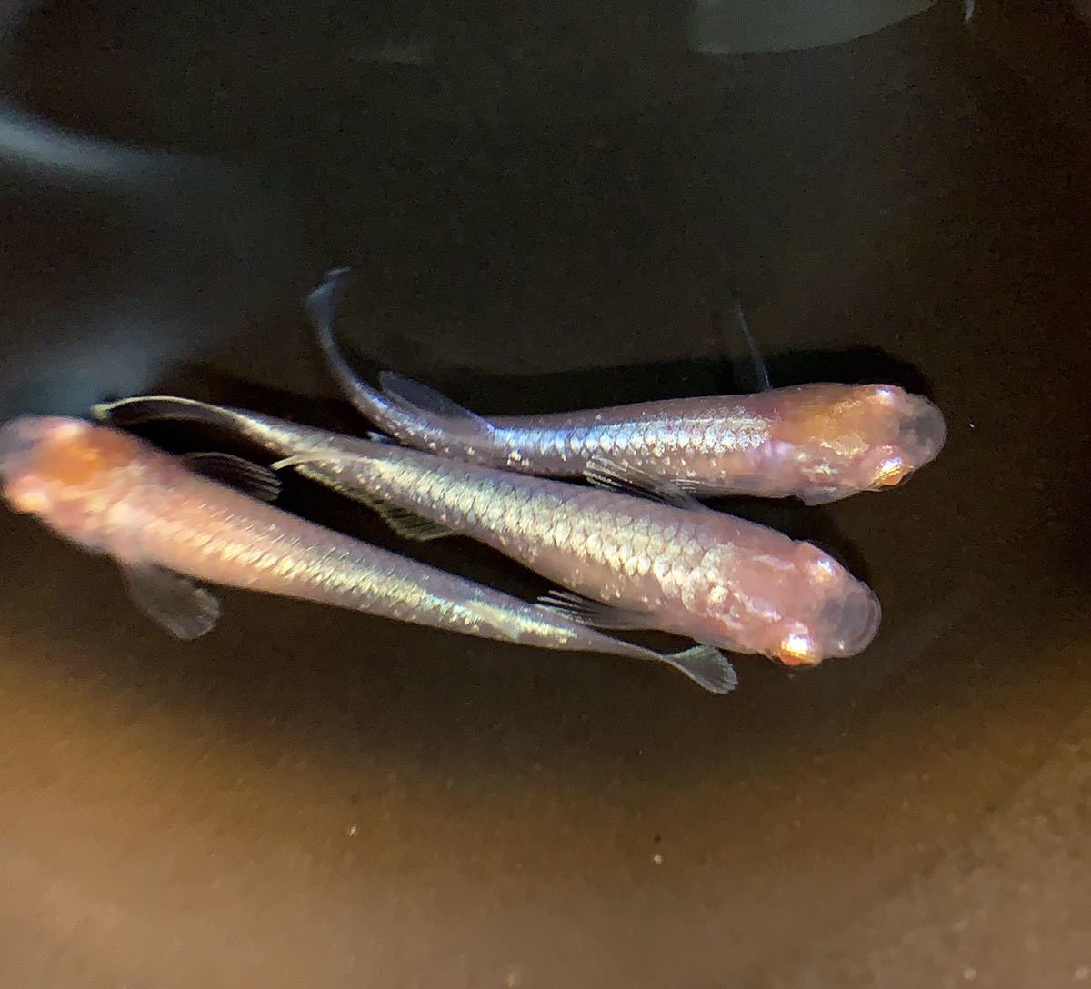 新品 寝夢めだか 夢中メダカ様血統 極上 王妃メダカの若魚 雄1匹 雌2匹 の落札情報詳細 ヤフオク落札価格情報 オークフリー スマートフォン版 新品 寝夢めだか 夢中メダカ様血統 極上 王妃メダカの若魚 雄1匹 雌2匹 の落札情報詳細 ヤフオク落札価格情報 オークフリー スマートフォン版