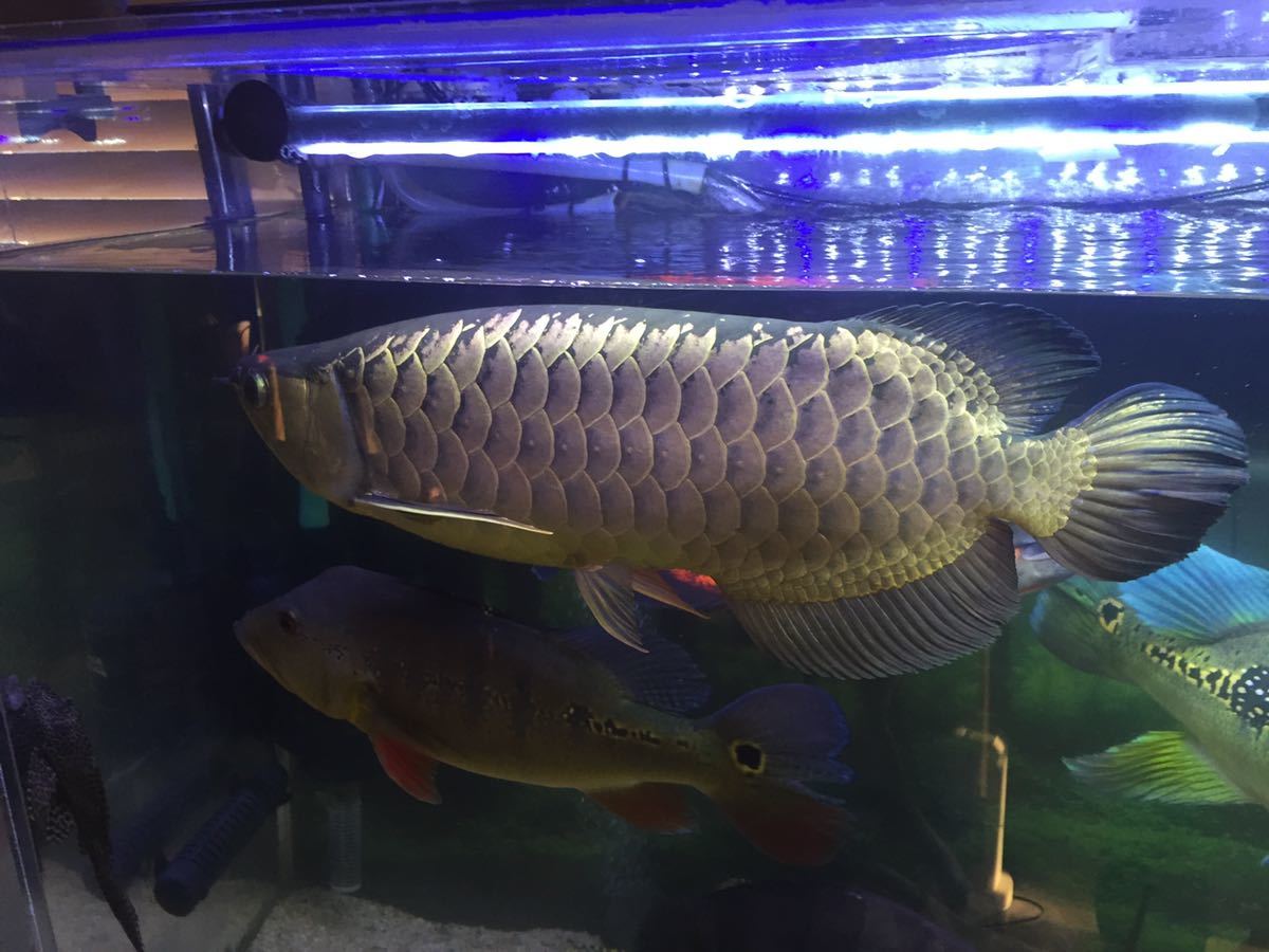 アロワナ ブルーベース クロスバックゴールド 引き取り限定 奈良県 熱帯魚 の落札情報詳細 ヤフオク落札価格情報 オークフリー スマートフォン版