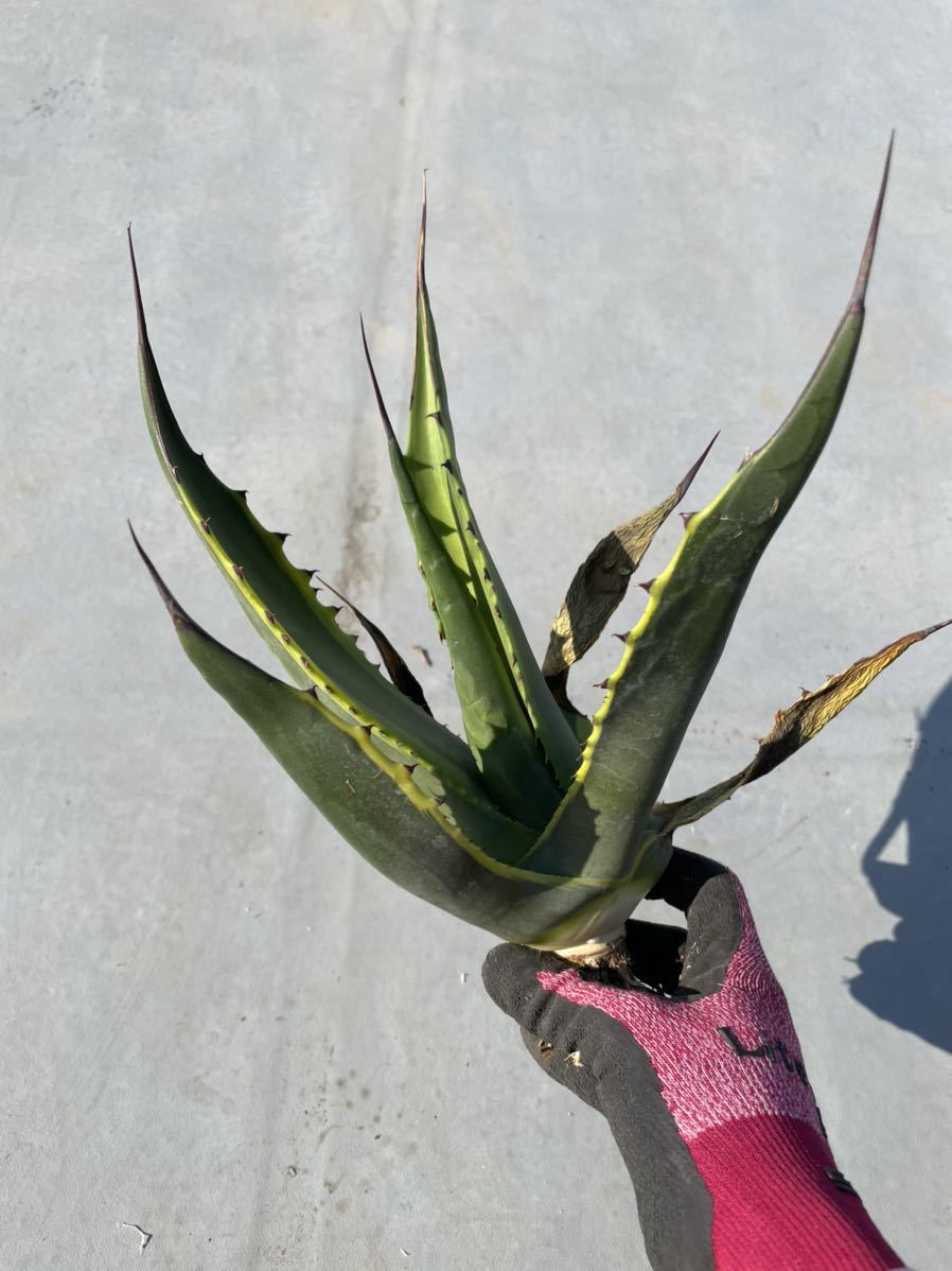 Agave salmiana 'Tony's Tiger' アガベ サルミアナ トニーズタイガー 001