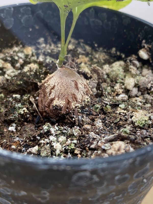 500粒 亀甲竜種子 Dioscorea elephantipes