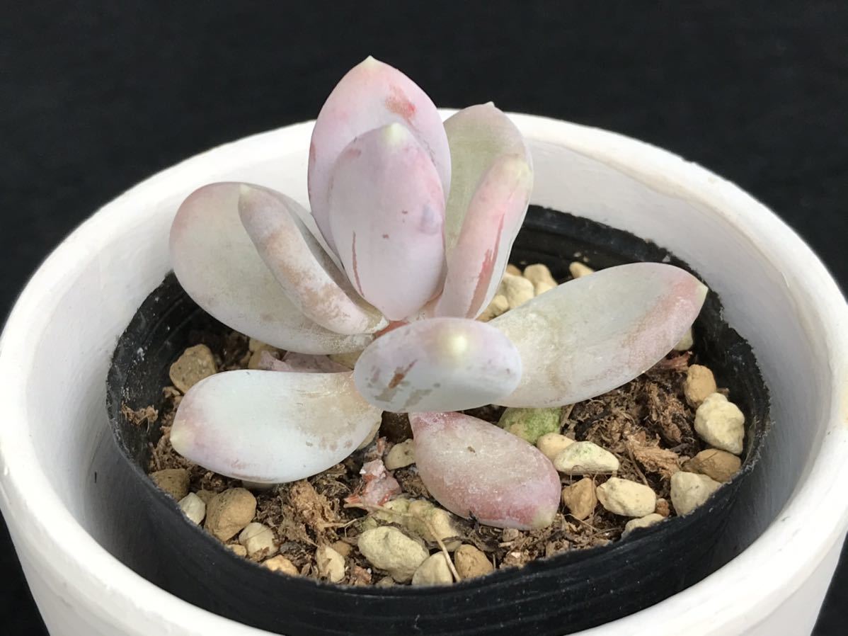 ビーナス美人 逃げ出し 多肉植物