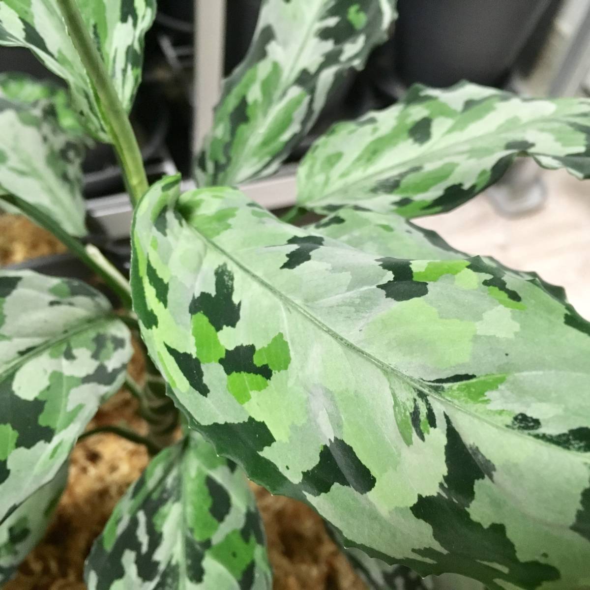 Aglaonema pictum “翠月－吽” Aceh sumatera 【LA0816-1ss