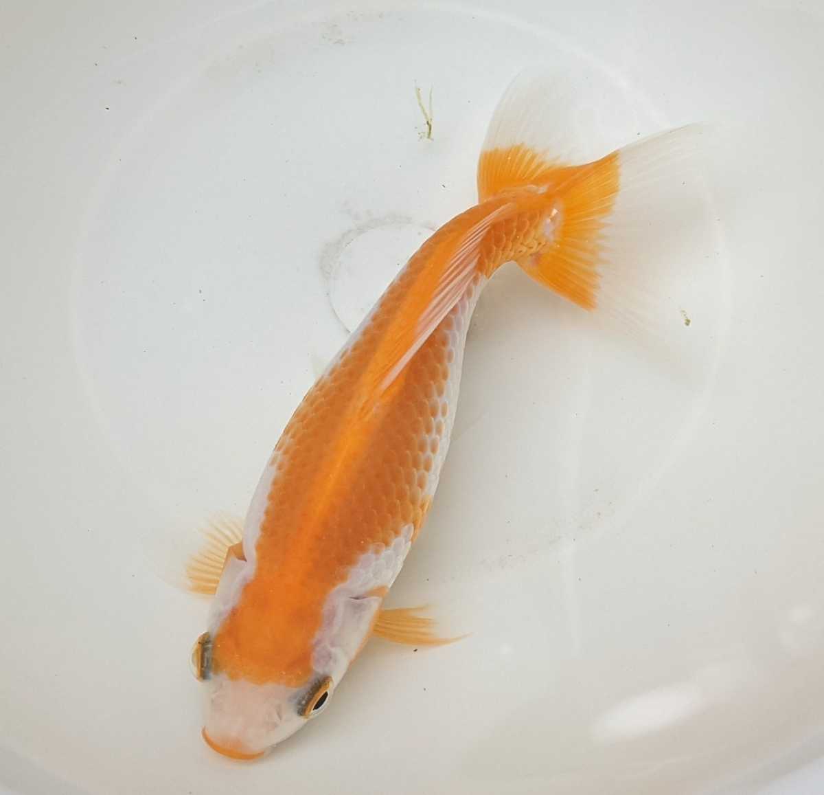金魚（隼人和錦）譲ります