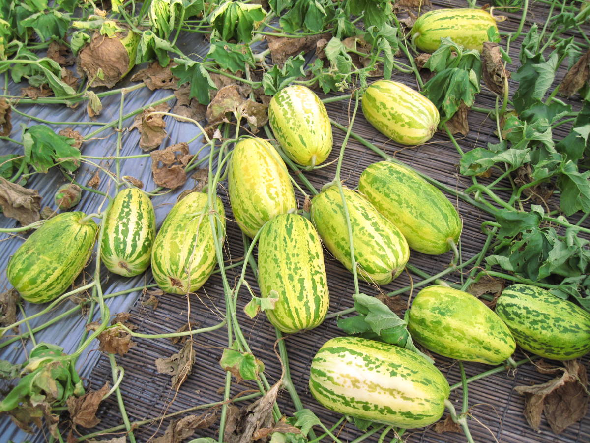 一番人気物 マクワウリ 真桑瓜 種50粒 植物
