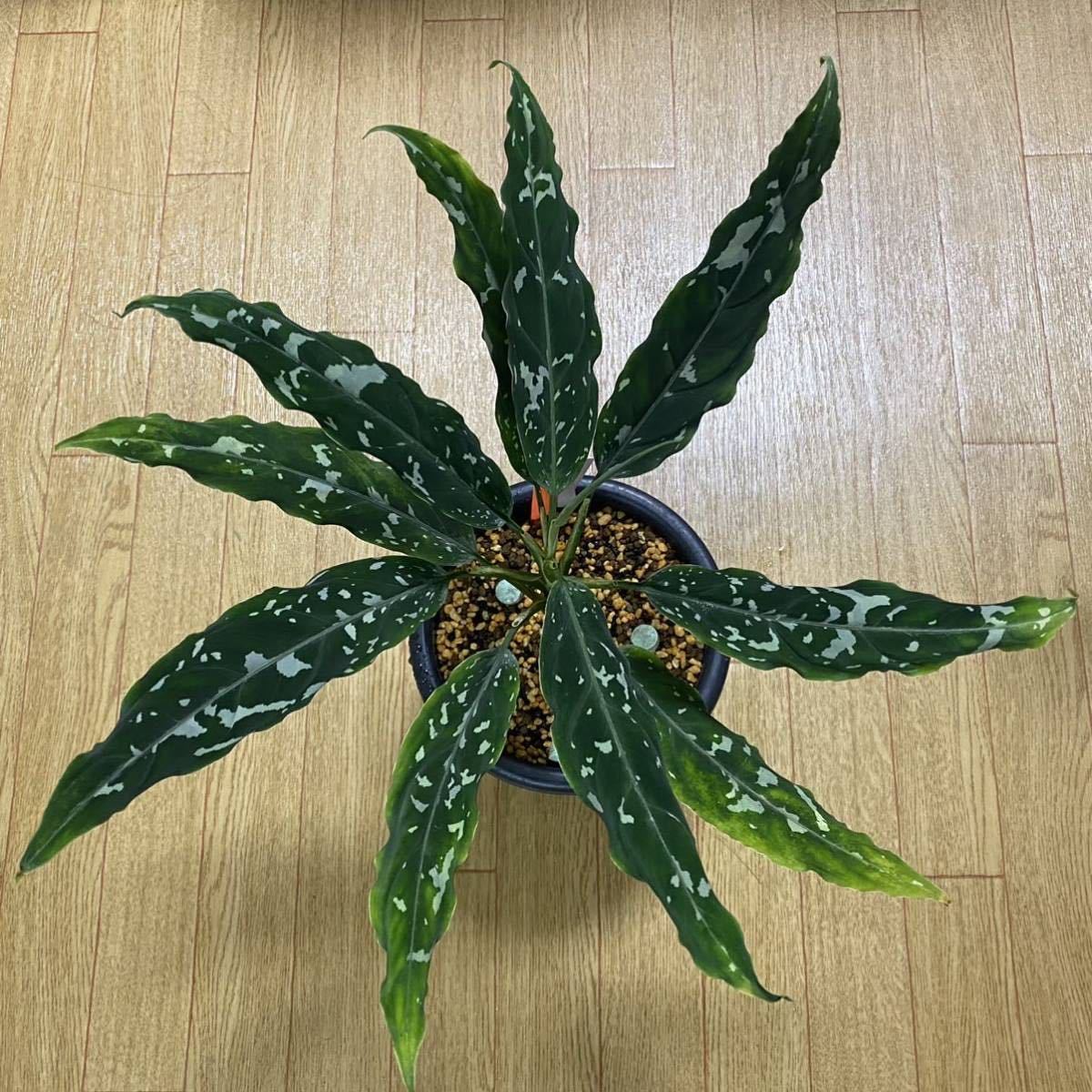 Aglaonema pictum A Galaxy【LA0313-00】 Aglaonema pictum 'Tricolor' from 19,99€ - Jungle Leaves