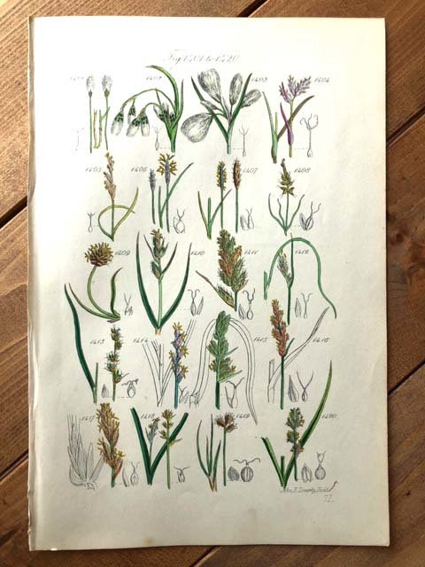アンティークボタニカルアート イギリス サワビー 種類のスゲ科植物 ワタスゲ コットンフラワー 手彩色 の落札情報詳細 ヤフオク落札価格情報 オークフリー スマートフォン版