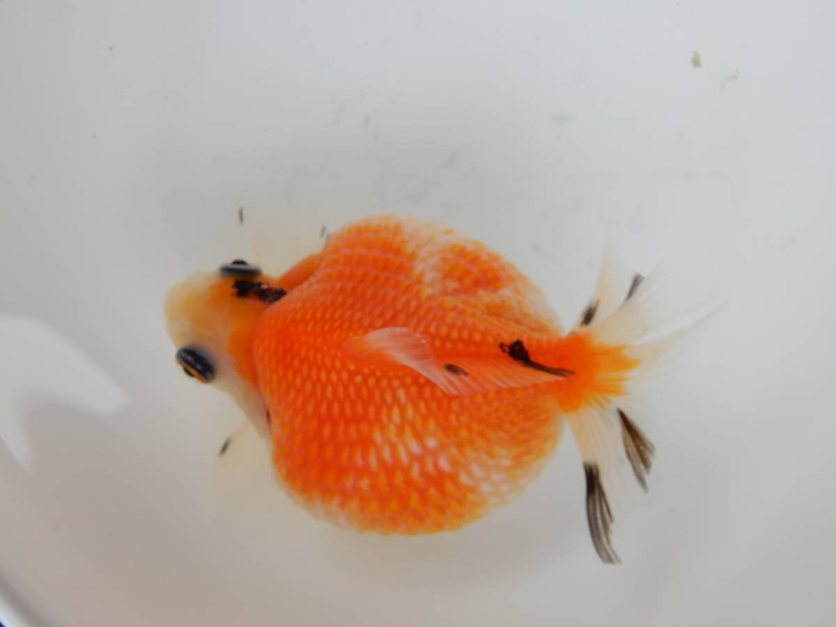 新品】B☆完全国産まん丸ピンポンパール2歳魚☆（サイズ7.0cm） の落札 