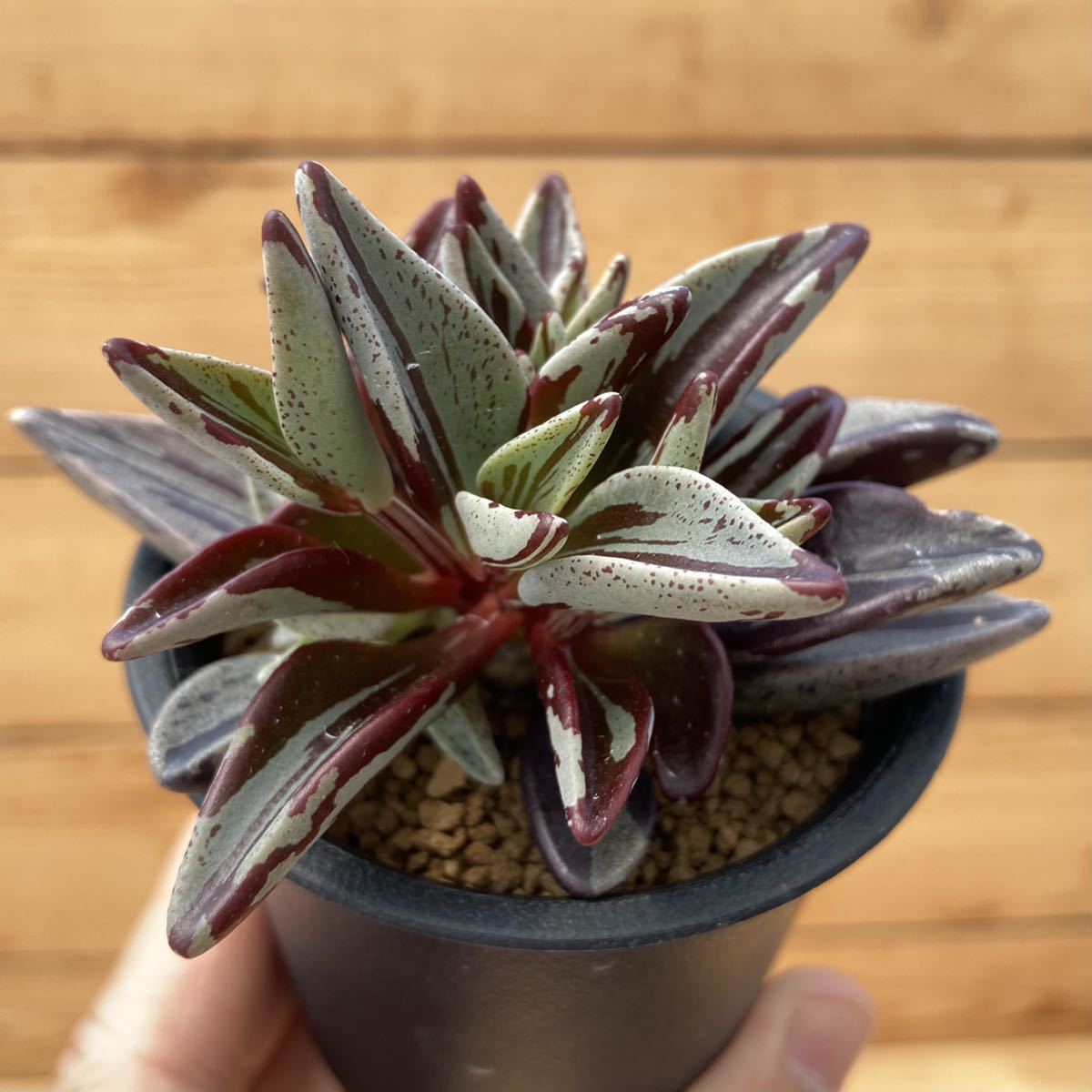 σレノフィルム グッタツム錦(赤斑) 2.5号 Lenophyllum guttatum red-variegata 多肉植物 サボテン エケベリア σレノフィルム グッタツム錦(赤斑) 2.5号 Lenophyllum guttatum red