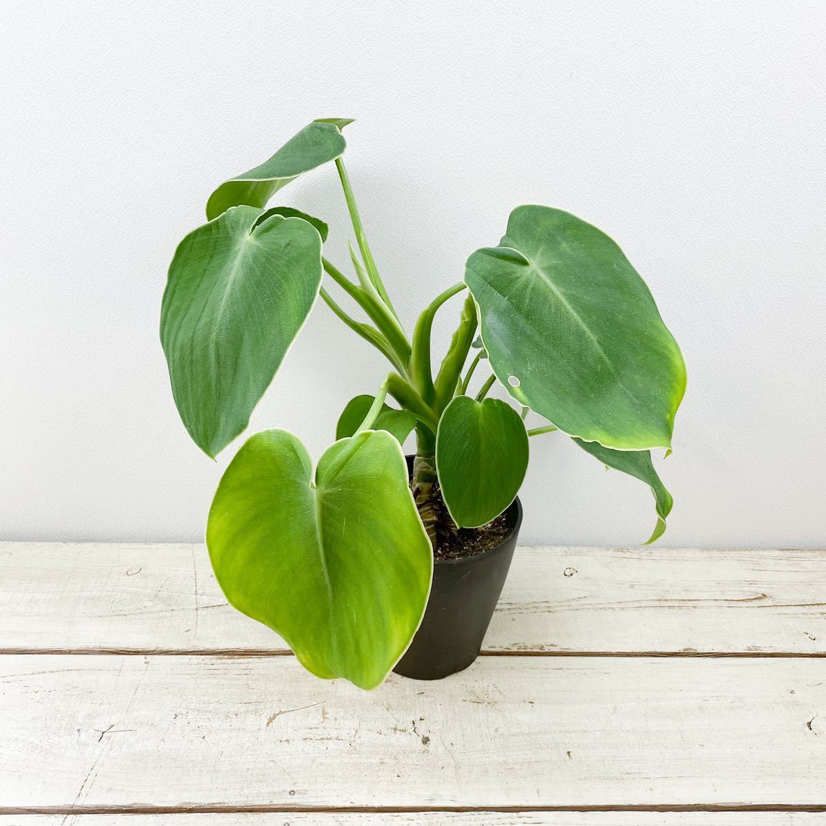 1円スタート】 Philodendron rugosum 'Pig Skin' / フィロデンドロン