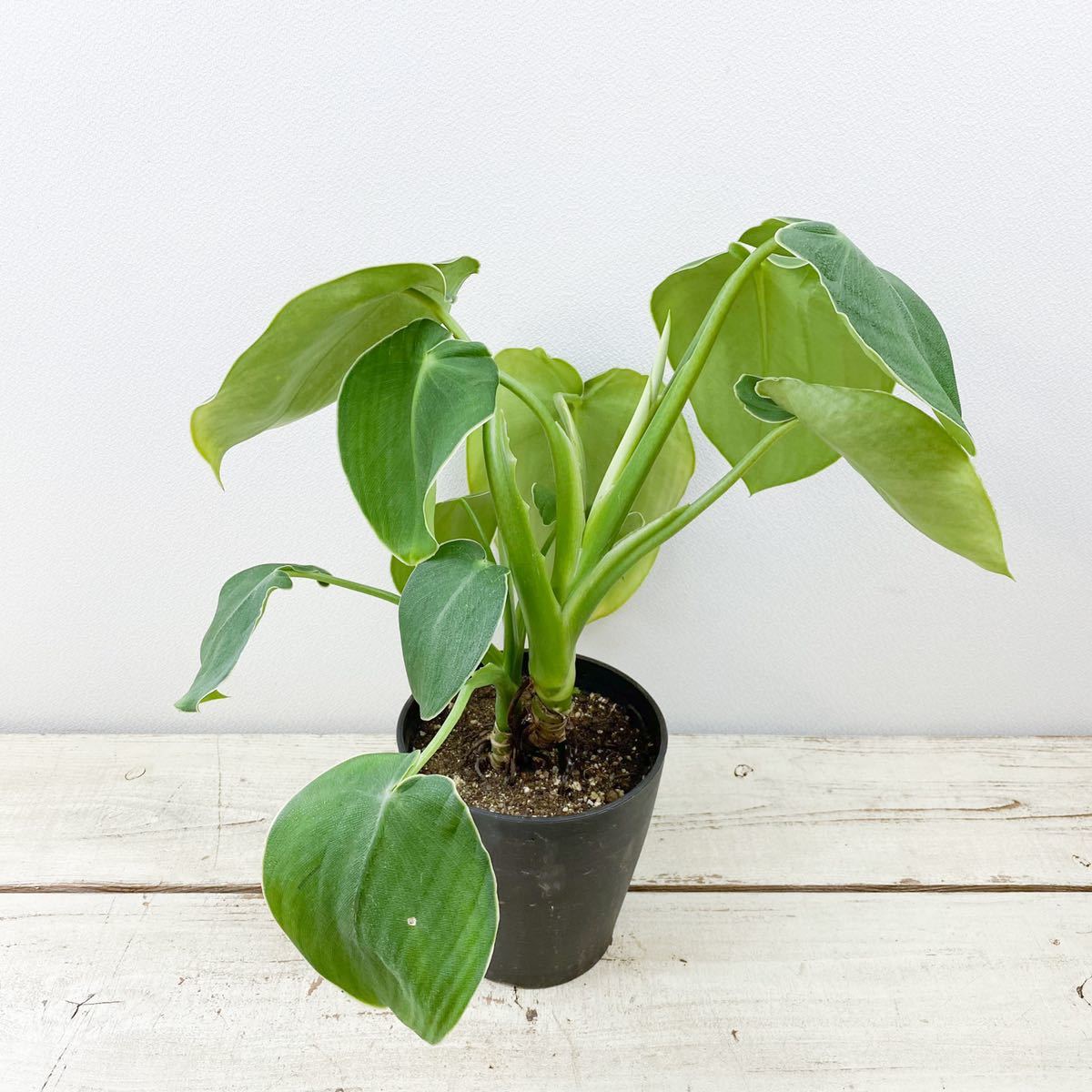 1円スタート】 Philodendron rugosum 'Pig Skin' / フィロデンドロン