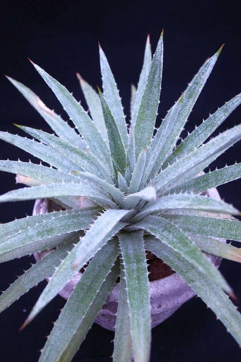 山野草　希少色丹島固有種　カタオカソウ　大株 山野草 カタオカソウ 色丹島 超特大株F 希少