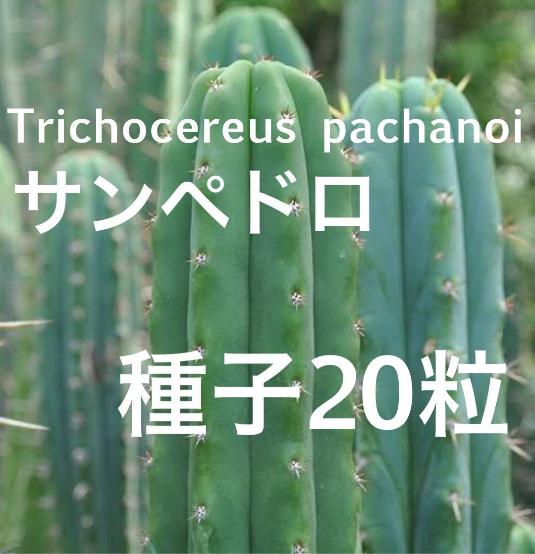 新品 Trichocereus Pachanoi サンペドロ 多聞柱 柱サボテン種子 粒 の落札情報詳細 ヤフオク落札価格情報 オークフリー スマートフォン版