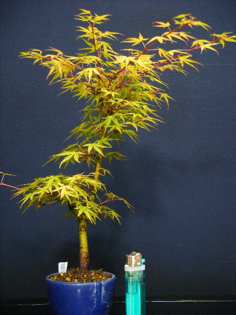 紅葉盆栽　舞姫紅葉　小品盆栽　樹高15cm (モミジ、もみじ) □モミジ（舞姫） Japanese Maple - 東京盆栽日記～はさみ作りと