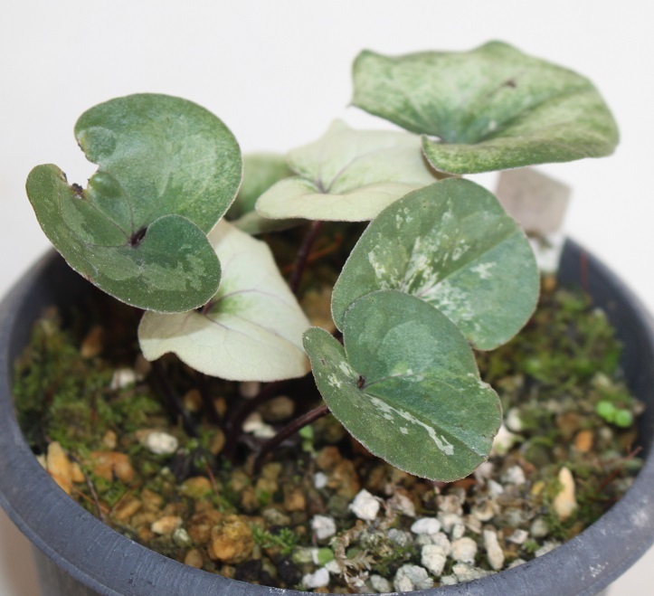 激レア模様！大輪寒葵 タイリンカンアオイ 古典園芸植物 【公式通販】