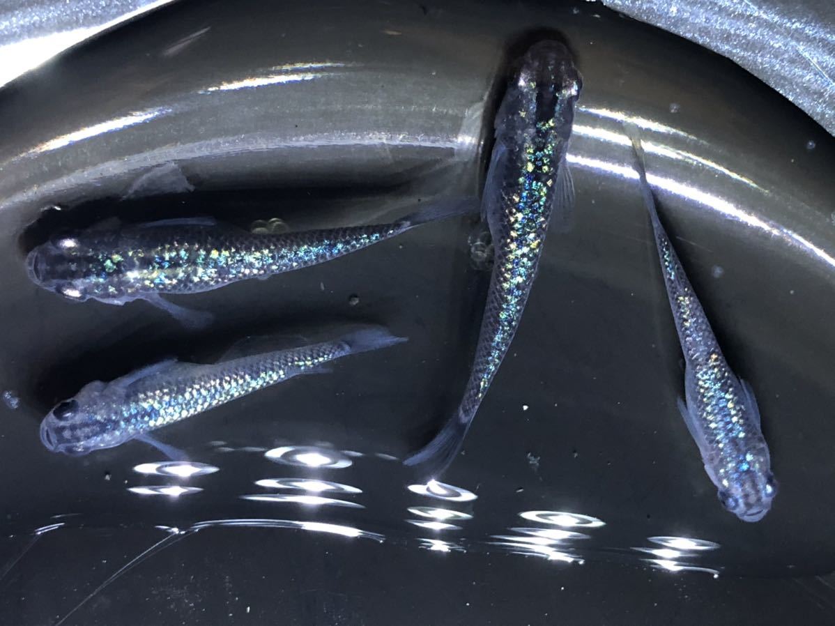 メダカ】ラメ王×サファイア（背鰭無）