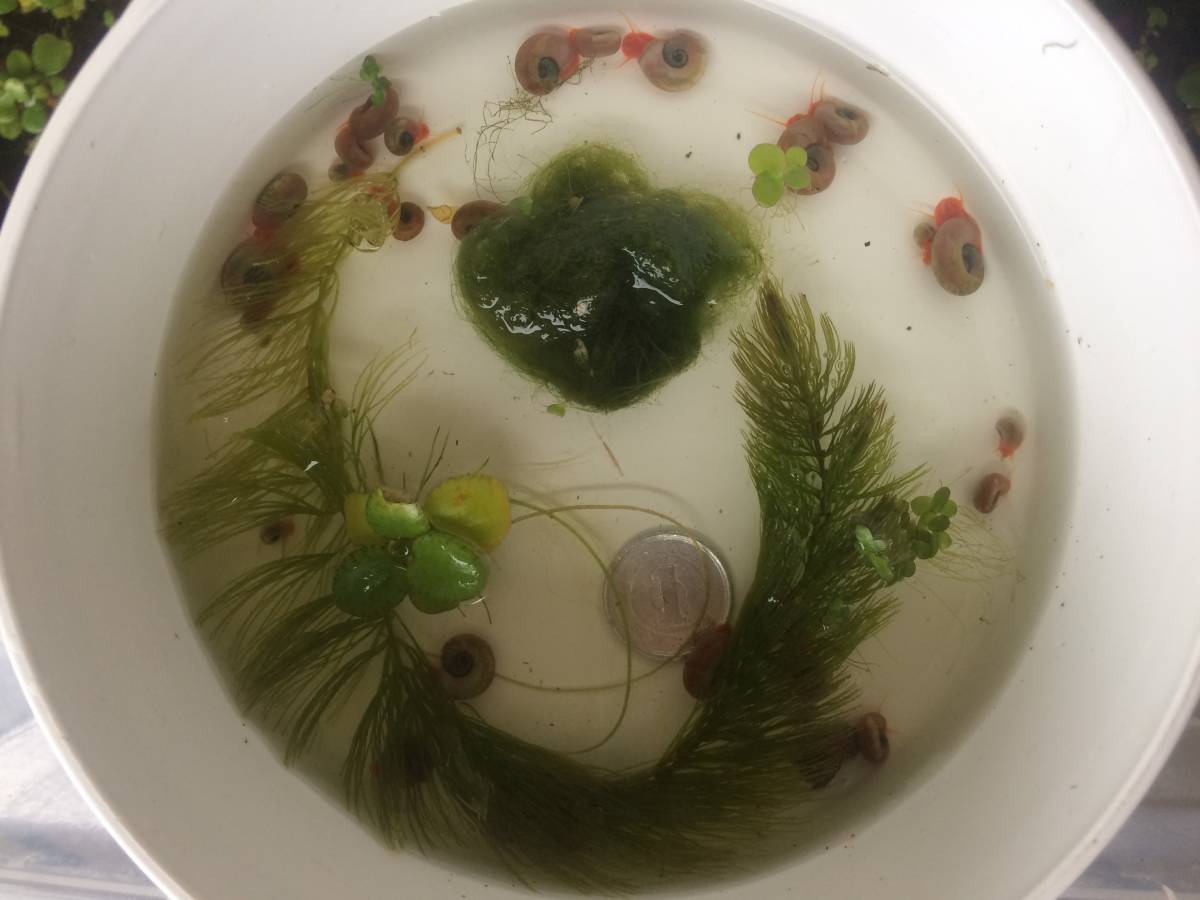 レッドラムズホーン30匹 餌の藻 アナカリスorマツモ入 アマゾンフロッグビット 送料210円 ラムズホン 水草 メダカ水槽の掃除用 の落札情報詳細 ヤフオク落札価格情報 オークフリー スマートフォン版