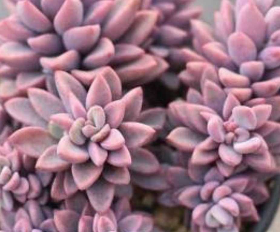エケベリア レズリーecheveria Rezry 多肉植物 苗 エケベリア の落札情報詳細 ヤフオク落札価格情報 オークフリー スマートフォン版