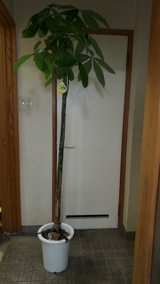新品 大型観葉植物 朴物パキラ9号プラ鉢 鉢底から約0センチ 発送は佐川急便ラージサイズ260です 現品のみ の落札情報詳細 ヤフオク落札価格情報 オークフリー スマートフォン版