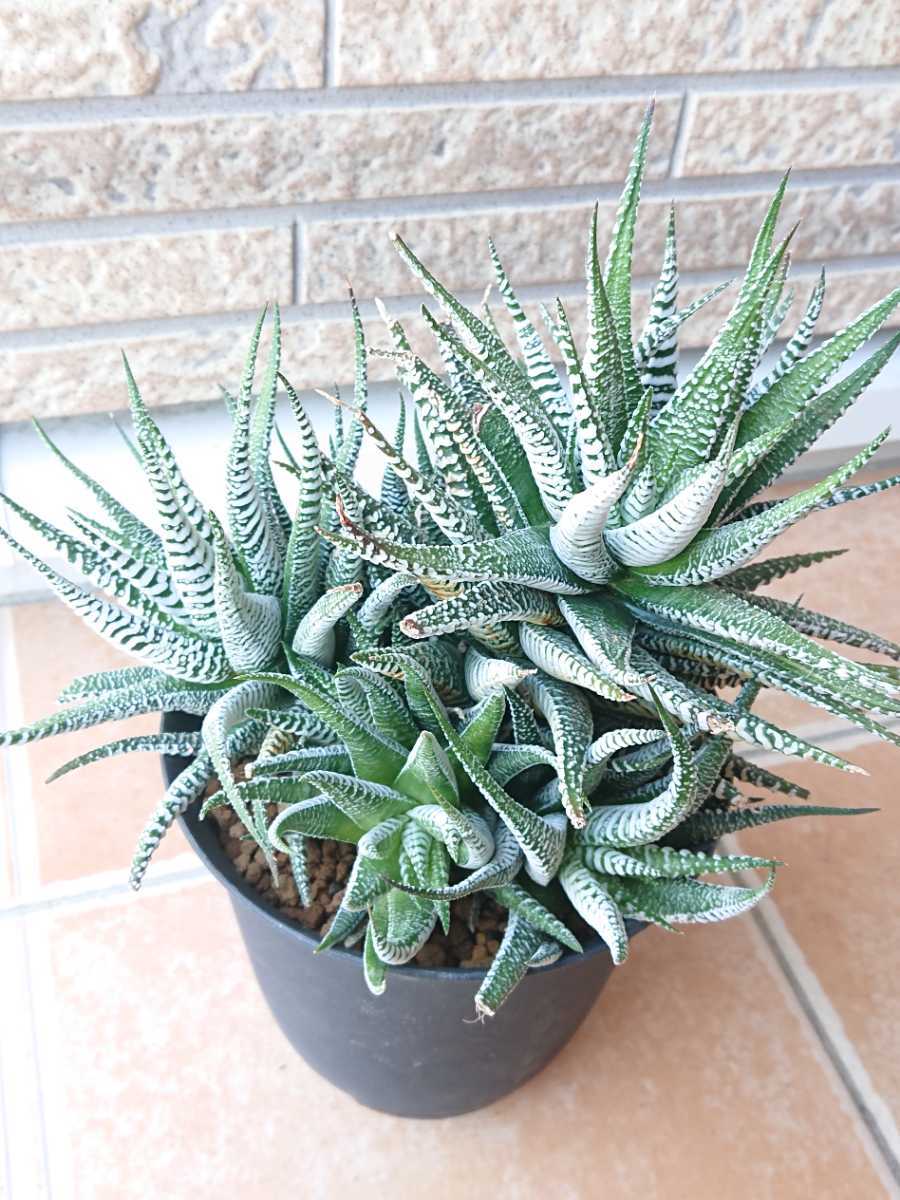 多肉植物 ハオルチア硬葉系 十二の巻 『スーパーワイドゼブラ』巨大