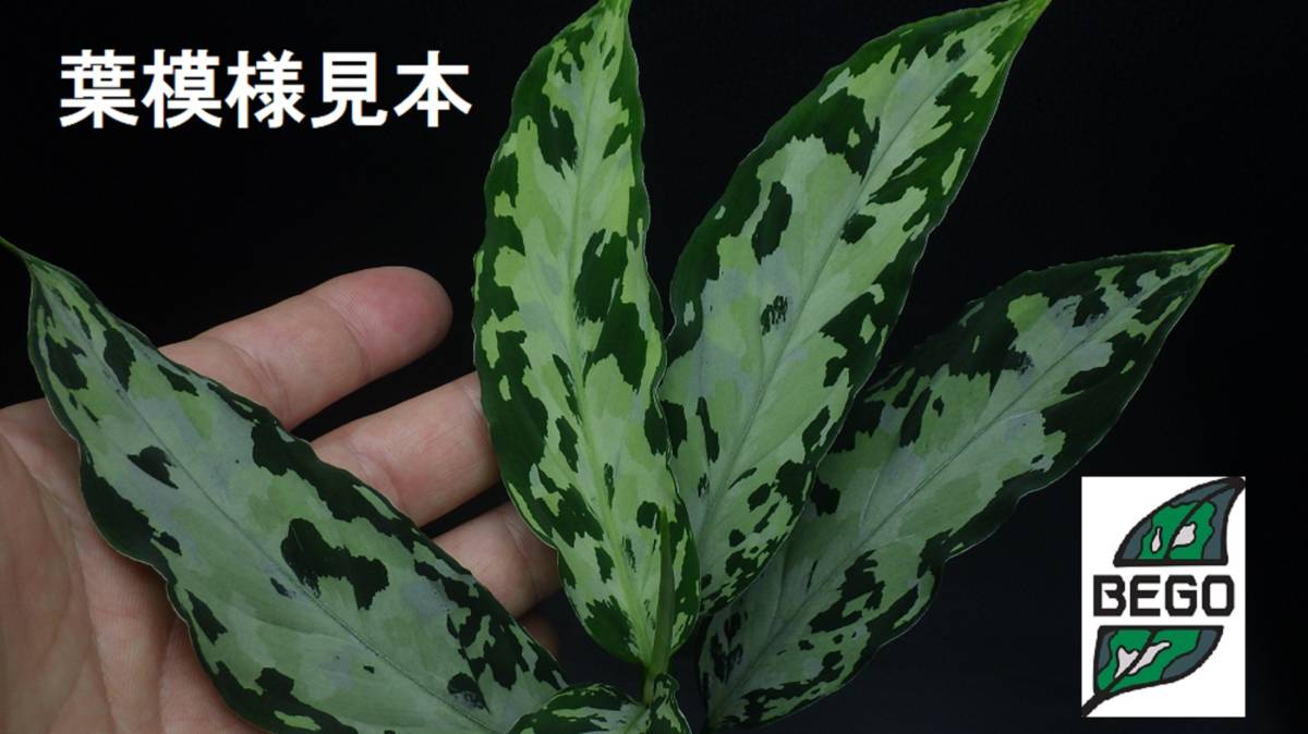 ☆BEGO-SELECT☆アグラオネマ“草わるん18”AT 5h☆Aglaonema