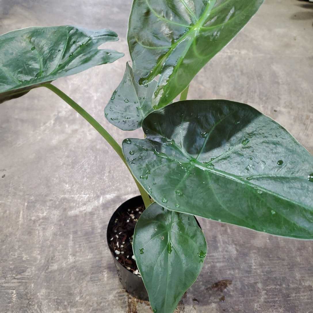 新品】アロカシア ウェンディ ウェンティ レア 希少Alocasia wendy