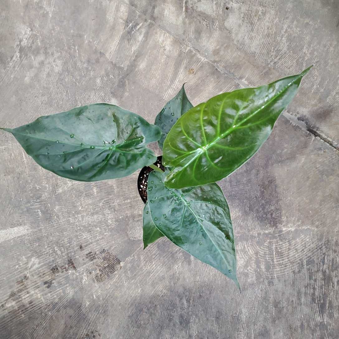 新品】アロカシア ウェンディ ウェンティ レア 希少Alocasia wendy