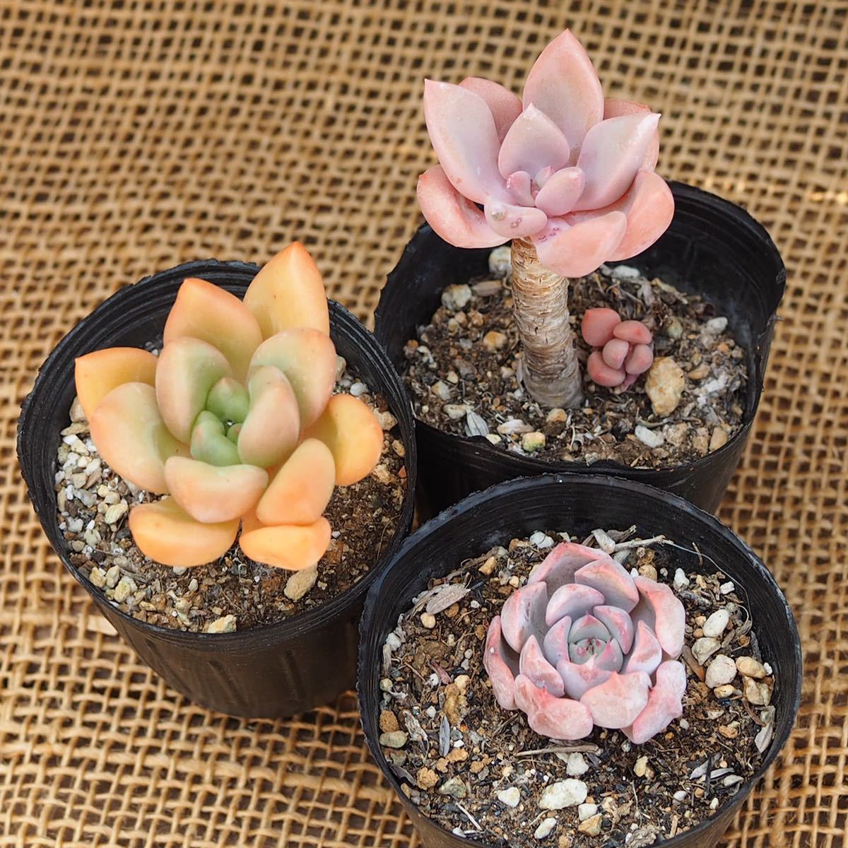 新品 多肉植物 お得 希少 エケベリアetc 3苗セット ピンクローズ フェルマータ ピンクザラゴーサ の落札情報詳細 ヤフオク落札価格情報 オークフリー スマートフォン版