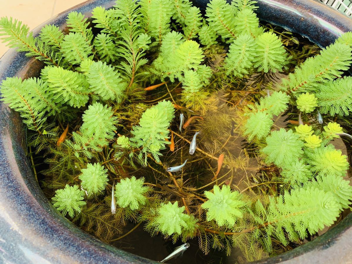 メダカ ビオトープ オレンジミリオフィラム 10本 A の落札情報詳細 ヤフオク落札価格情報 オークフリー スマートフォン版