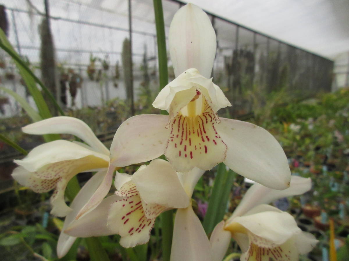 No.63 Paph.wenshanense x sib フラスコ苗