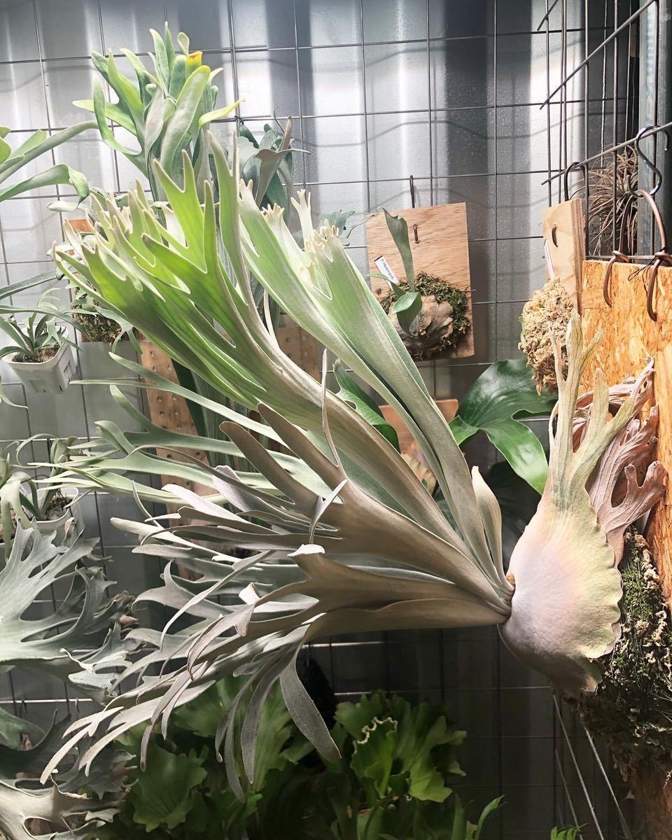 【motimoti】P.veitchii ‘Pedro’【中株】 motimoti様専用】P.veitchii 'Pedro'【中株】